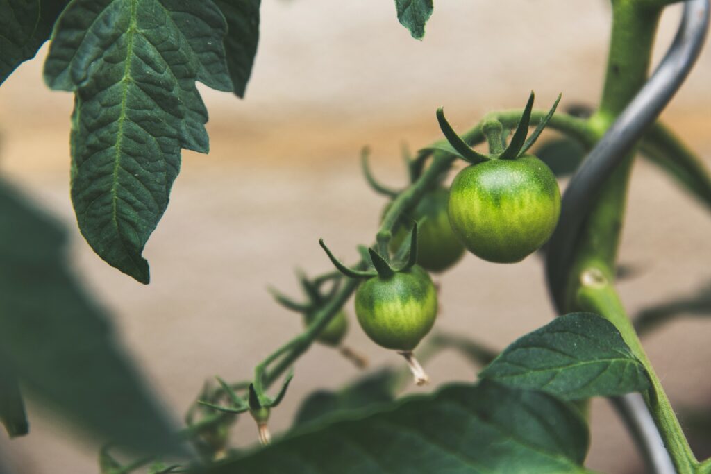 Voorbeeld van groeiende tomaten